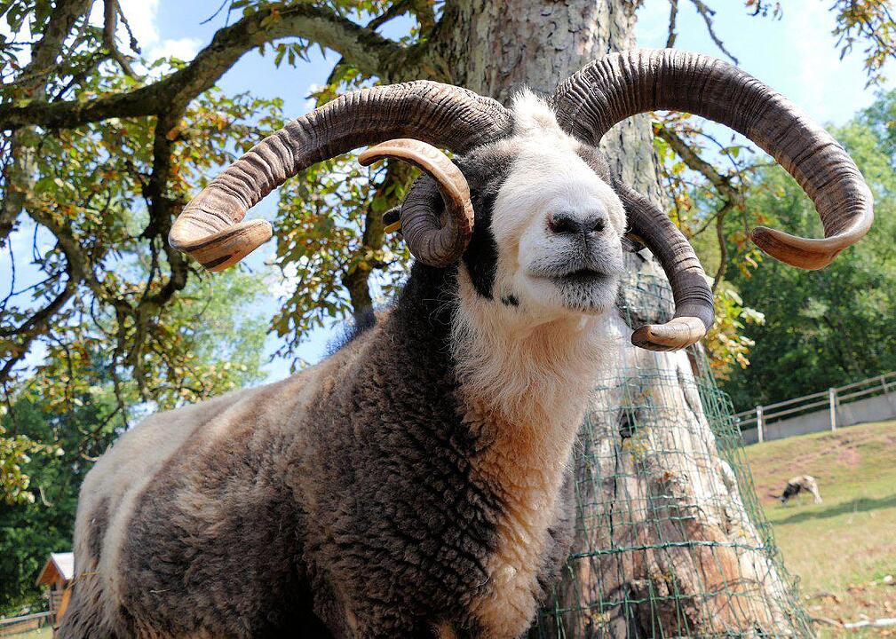 Ein Besuch im Wildtierpark Schloss Tambach. Danke an inFrankenPix-Nutzer herzolife!