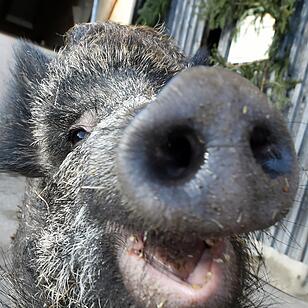 So süß ist Wildschwein Helene Fischer