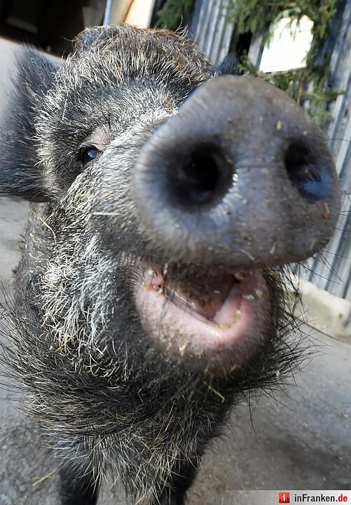 So süß ist Wildschwein Helene Fischer