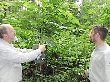 Daniel Schenk (r.) und Forstdirektor Michael Kreppel inspizieren den Wald.  Fotos: Petra Malbrich