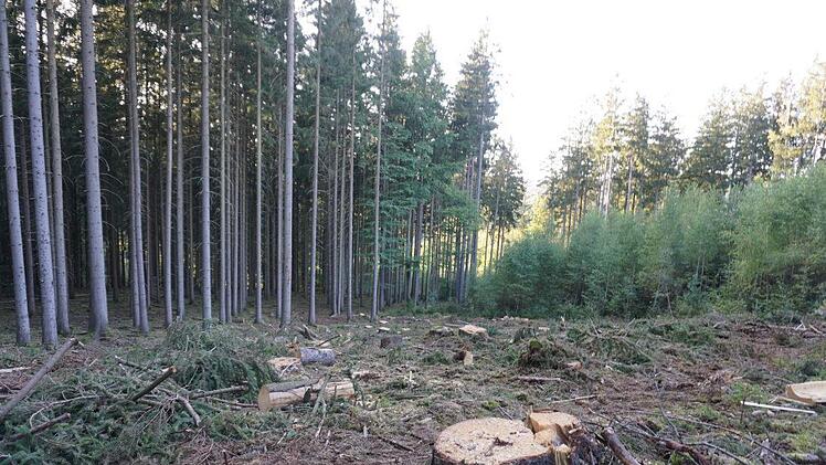 Die Flächen, die aufgrund von Schädlingsbefall frei geworden sind, müssen wieder aufgeforstet werden. Foto: Marion Eckert