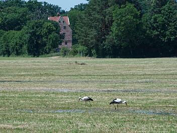 N&uuml;rnberg: N&uuml;rnberg und Schwabach wollen W&auml;sserwiesen erhalten - gemeinsames Projekt startet