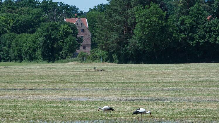 N&uuml;rnberg: N&uuml;rnberg und Schwabach wollen W&auml;sserwiesen erhalten - gemeinsames Projekt startet