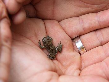 Die Eggolsheimer Schulkinder haben eine Gelbbauchunke gefunden.Foto: Matthias Erlwein