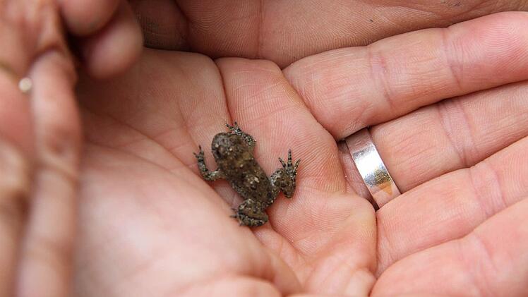 Die Eggolsheimer Schulkinder haben eine Gelbbauchunke gefunden.Foto: Matthias Erlwein