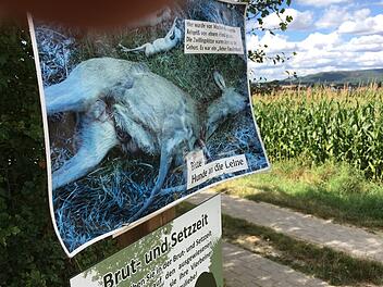 Seit einigen Wochen hängt dieses Bild vom toten Reh am Weg zwischen Scheßlitz und Zeckendorf. Eine spezielle Aktion von Jägern, die mahnt, Hunde hier an die Leine zu nehmen. Seitdem gab es hier offenbar keine entsprechenden Vorkommnisse mehr. Foto: Anette Schreiber