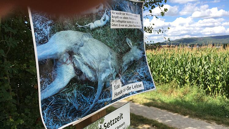 Seit einigen Wochen hängt dieses Bild vom toten Reh am Weg zwischen Scheßlitz und Zeckendorf. Eine spezielle Aktion von Jägern, die mahnt, Hunde hier an die Leine zu nehmen. Seitdem gab es hier offenbar keine entsprechenden Vorkommnisse mehr. Foto: Anette Schreiber