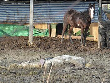 Man muss mehrmals hinsehen, um in dem Tier ein Pferd zu erkennen. Foto: Ronald Rinklef