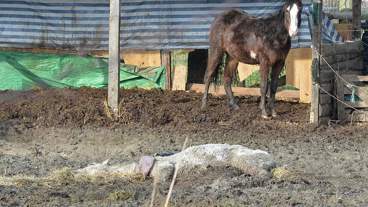 Man muss mehrmals hinsehen, um in dem Tier ein Pferd zu erkennen. Foto: Ronald Rinklef
