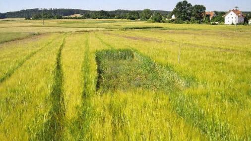 Lerchenfenster sind einfach anzulegen: Einfach die Sämaschine beim Ausbringen der Saatkörner kurz anheben - schon bleiben Kahlstellen im Feld. Die sind für Bodenbrüter, insbesondere für Lerchen, enorm wichtig.