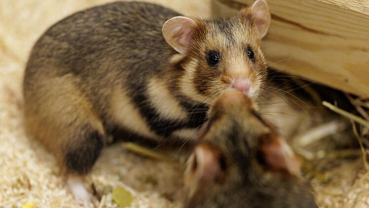 Feldhamster-Nachzucht