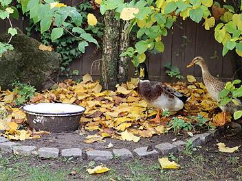 In einem Niederndorfer Garten fühlen sich auch Laufenten wohl.    Foto: Sigrun Hannemann