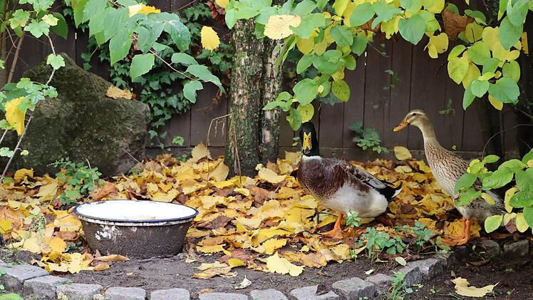 In einem Niederndorfer Garten fühlen sich auch Laufenten wohl.    Foto: Sigrun Hannemann