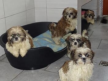 "Völlig verdreckt und verklebt": Tierheim Pfaffengrün nimmt Hundewelpen nach schrecklichem Fund auf