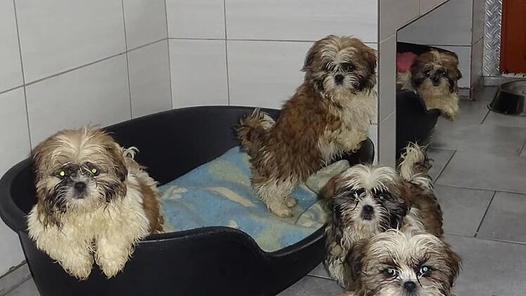 "Völlig verdreckt und verklebt": Tierheim Pfaffengrün nimmt Hundewelpen nach schrecklichem Fund auf
