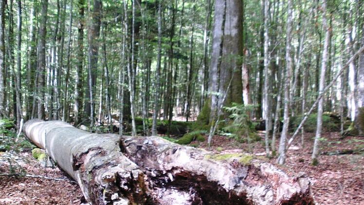 Eindrücke von der Informationsfahrt in den Bayerischen Wald. Foto: Friedwald Schedel