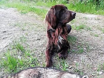 Neuer Gast im Landkreis Kulmbach: der Waschb&auml;r. Otto Kreil erlegte dieses Exemplar Mitte Juni. Mit im Bild Jagdhund Eiko.  Foto: Privat.
