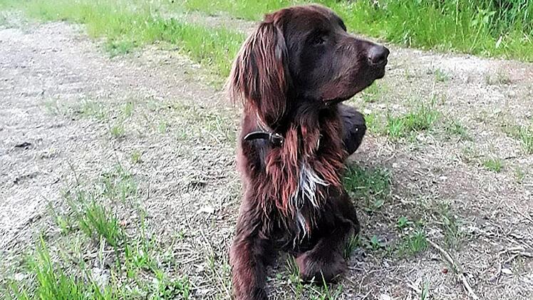 Neuer Gast im Landkreis Kulmbach: der Waschb&auml;r. Otto Kreil erlegte dieses Exemplar Mitte Juni. Mit im Bild Jagdhund Eiko.  Foto: Privat.