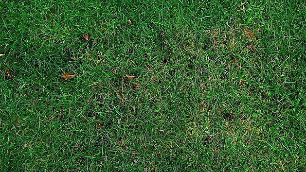 Grasnarbe entfernen: Dieser Herbst-Trick ist verbl&uuml;ffend effektiv