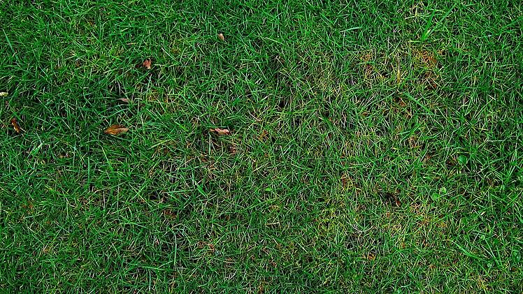 Grasnarbe entfernen: Dieser Herbst-Trick ist verblüffend effektiv