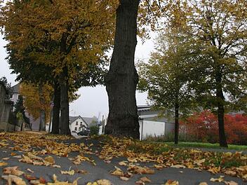 Die Lindenallee in der Bahnhofsstraße in Stadtsteinach bleibt vorerst stehen. Foto: Sonja Adam