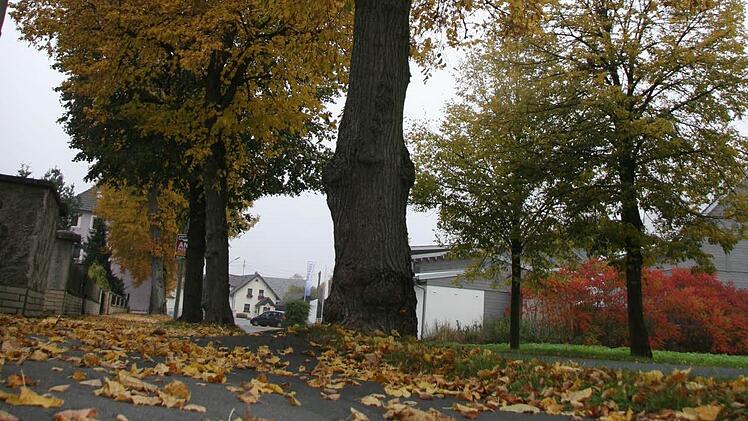Die Lindenallee in der Bahnhofsstraße in Stadtsteinach bleibt vorerst stehen. Foto: Sonja Adam