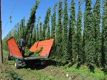 Der deutschlandweit größte Biohopfenbauer sitzt in Lilling im Landkreis Forchheim. In diesen Tagen stecken Franz Friedrich und seine Mitarbeiter schon wieder mitten in der Ernte. Foto: Petra Malbrich
