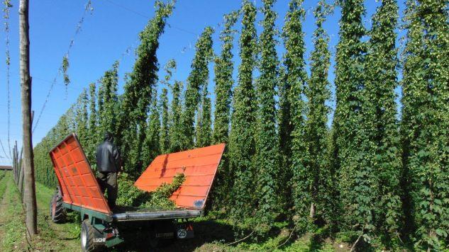 Der deutschlandweit größte Biohopfenbauer sitzt in Lilling im Landkreis Forchheim. In diesen Tagen stecken Franz Friedrich und seine Mitarbeiter schon wieder mitten in der Ernte. Foto: Petra Malbrich
