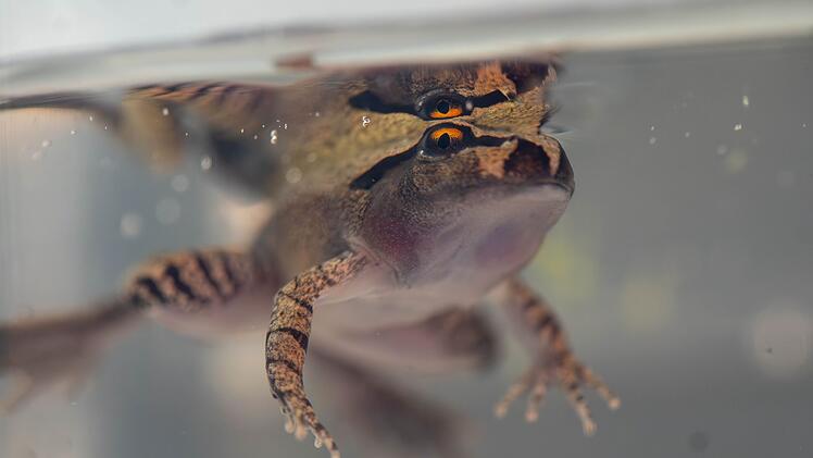 S&uuml;dlicher Stotterfrosch (Mixophyes australis) in Australien