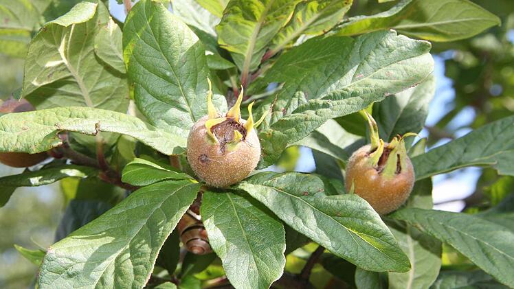 Mispel: Die Mispel wächst nicht mehr so häufig wild, sondern wird inzwischen oft im Garten kultiviert. Die Früchte werden erst im November reif, vertragen durchaus einen Frost und haben viel Vitamin C. Sie schmecken ähnlich wie Hiffenmarktn, nur etwas säuerlicher. Edith Wagners Tipp: Zu Mispelmus verarbeiten und als Füllung für Faschingskrapfen verwenden.
