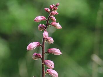 Der Diptam blüht wieder an mehreren Stellen rund um Münnerstadt sowie im Raum Hammelburg. Foto: Heike Beudert