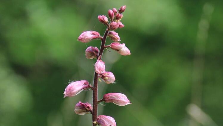 Der Diptam blüht wieder an mehreren Stellen rund um Münnerstadt sowie im Raum Hammelburg. Foto: Heike Beudert