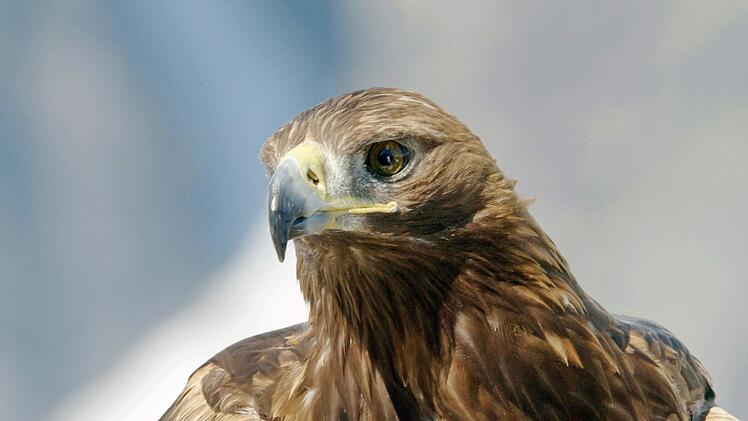 Im Reich der Steinadler: Der Nationalpark Hohe Tauern nimmt den Naturschutz sehr ernst.