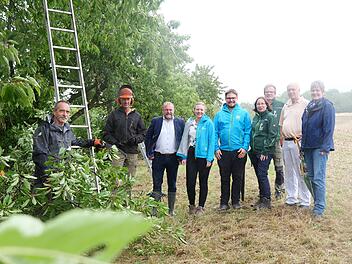 Remlingen: Kirschb&auml;ume erhalten Pflegeschnitt - Bayerischer Streuobstpakt f&ouml;rdert Neupflanzung