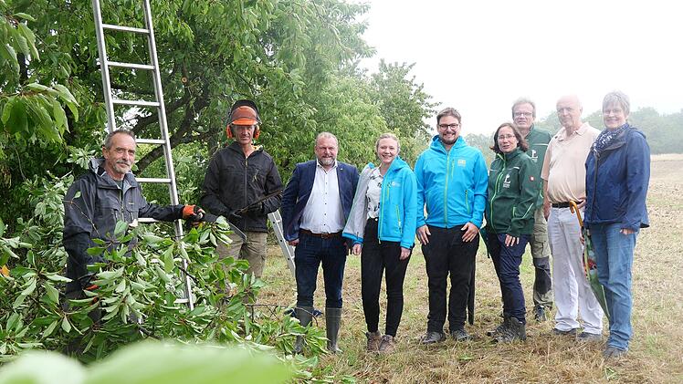 Remlingen: Kirschb&auml;ume erhalten Pflegeschnitt - Bayerischer Streuobstpakt f&ouml;rdert Neupflanzung