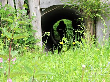 Stillgelegt und überwuchert: Der Spielplatz am Obertor soll in wenigen Wochen mit neuen Spielgeräten bestückt werden. Foto: Julia Raab