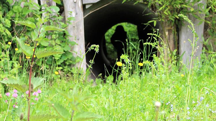 Stillgelegt und überwuchert: Der Spielplatz am Obertor soll in wenigen Wochen mit neuen Spielgeräten bestückt werden. Foto: Julia Raab