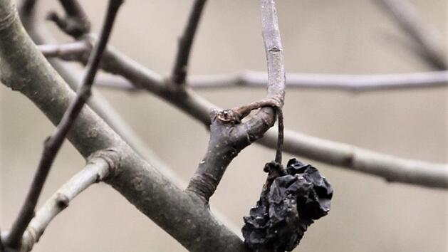 Fruchtmumien können Fruchtfäule und Spitzendürre auslösen. Foto: Josef Schröder