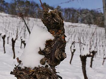 Tiefer Winter herrscht in den Weinbergen des Landkreises. Diese Temperaturen halten die Reben in ihrer Winterruhe aus.