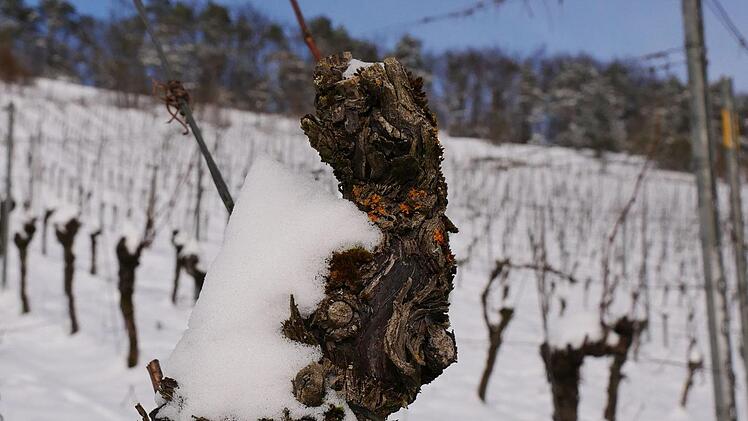 Tiefer Winter herrscht in den Weinbergen des Landkreises. Diese Temperaturen halten die Reben in ihrer Winterruhe aus.