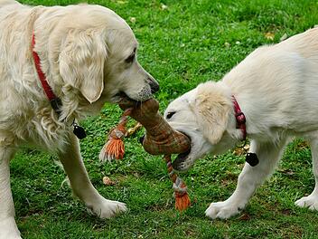 Hund beim Spielen auf Wiese in M&uuml;nchen erdrosselt