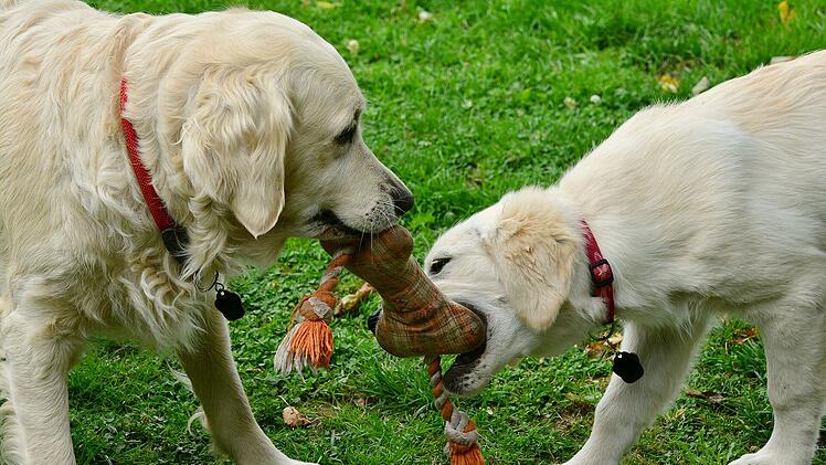 Wie die meisten Retriever-Rassen wollen Golden Retriever ihrem Menschen "gefallen" und sind wegen ihres kompatiblen Wesens sehr beliebte Familienhunde.