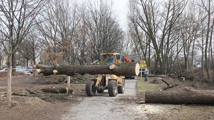 Ein Bagger transportiert den Stamm einer stattlichen Weide ab.  Fotos: Bernhard Panzer