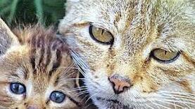 Wilde Tiere wie diese Wildkatzen leben im Wald Foto: Thomas Stefan