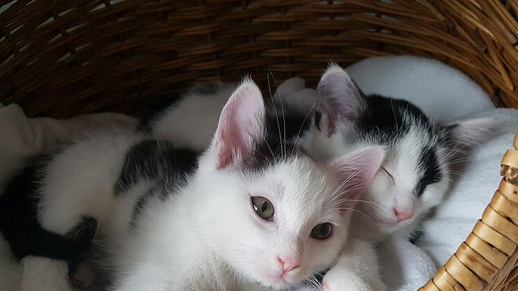 Tierheim Bamberg: Katze Farfalla und ihre fünf Babys suchen Zuhause - "lange auf sich gestellt"