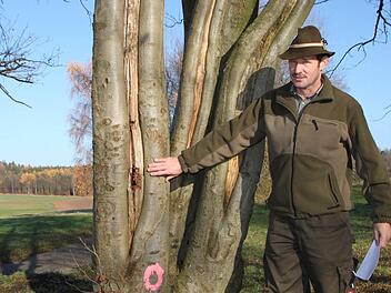 Wie Würstchen in kochendem Wasser: Der Stamm der Buche ist aufgeplatzt. Forstwirt Dieter Muth kann den Baum nicht mehr retten. Fotos: Ulrike Müller