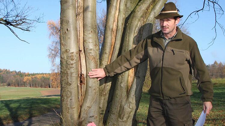 Wie Würstchen in kochendem Wasser: Der Stamm der Buche ist aufgeplatzt. Forstwirt Dieter Muth kann den Baum nicht mehr retten. Fotos: Ulrike Müller