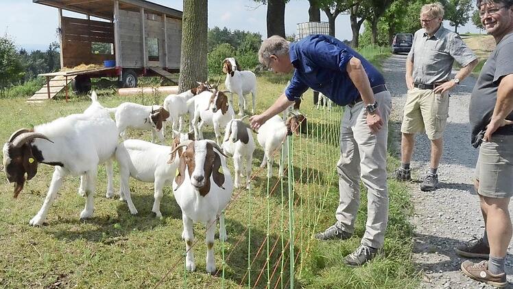 Als wichtige Rasenpfleger erweisen sich die Burenziegen der Zuchtgemeinschaft Dieter Bahr (Mitte) und Ulrich Biedermann (rechts), die Dietrich Förster über ihre Motivation zur Schaf- und Ziegenzucht, hier bei Wildenberg, informieren. Foto: K.- H. Hofmann