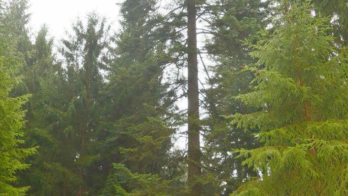 Eine stattliche alte Weißtanne Foto: Karl-Heinz Hofmann