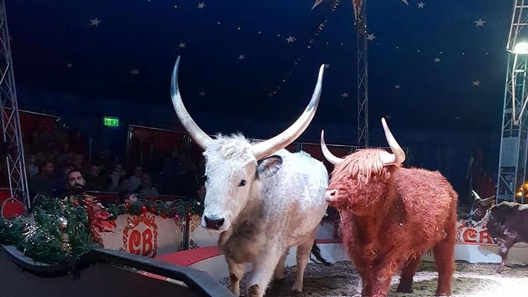 Nürnberg: Weihnachtscircus kehrt in Metropolregion zurück - "Spannung pur"
